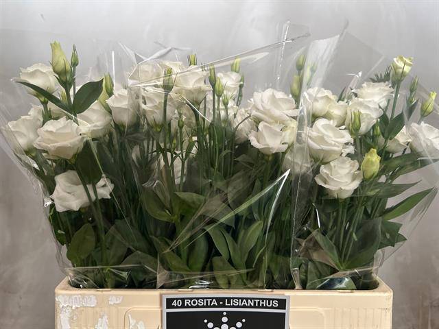 Эустома Розита Вайт 55 (бел.), шт.