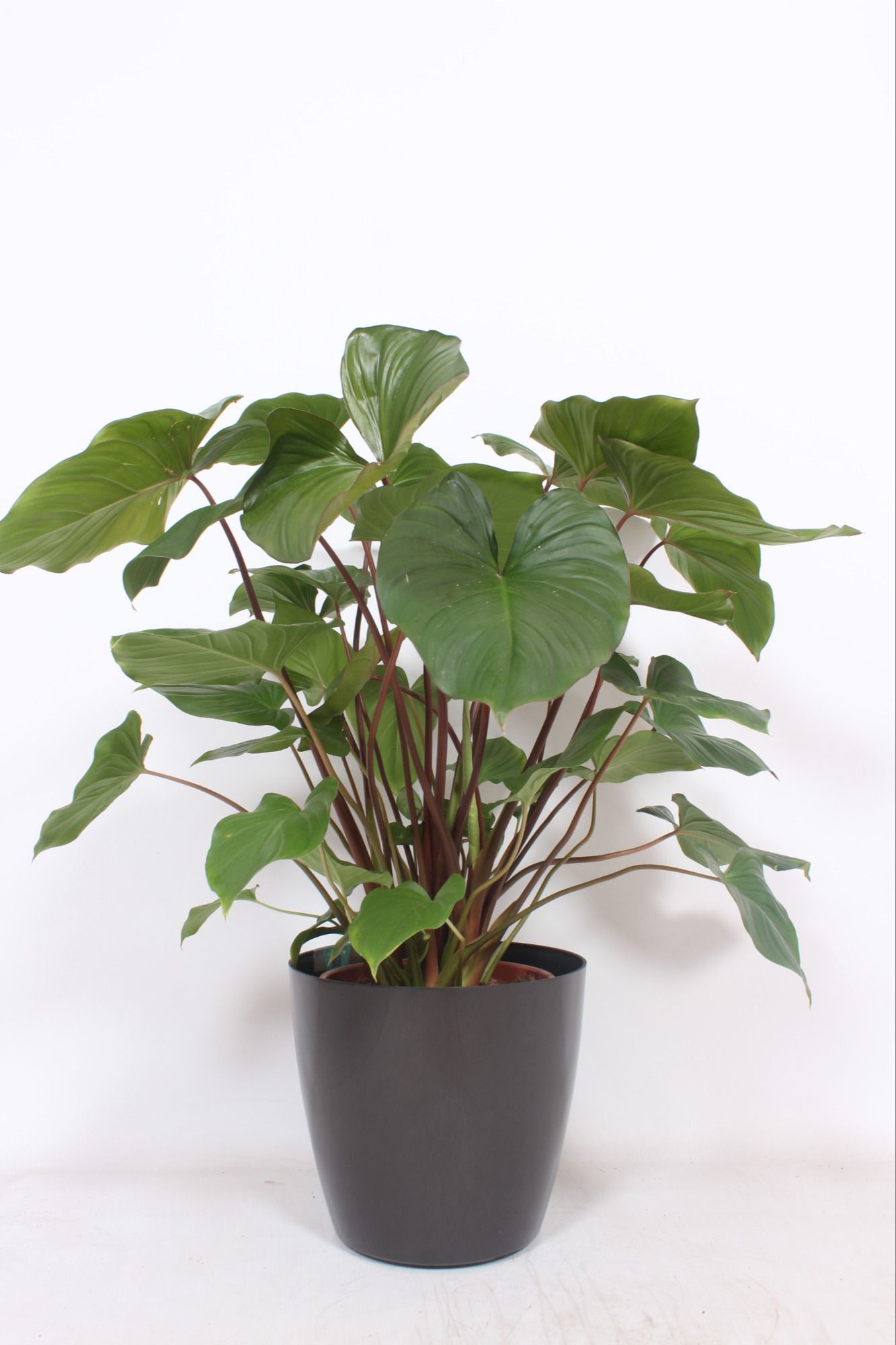 Homalomena 'Maggy' in San Remo "antraciet", D 30