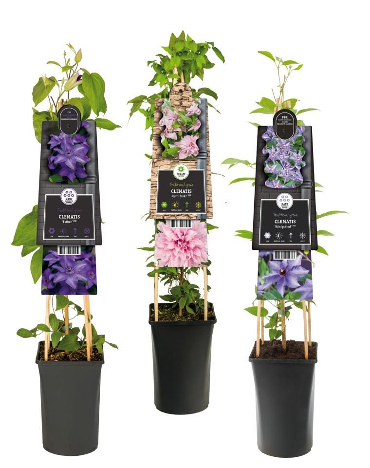 Mixtray Clematis exclusive varieties +3.0 label, D 17