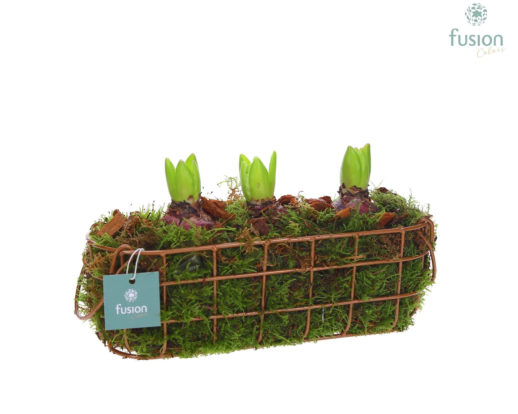 Mand metaal ovaal Medium met Hyacinthus, D 25