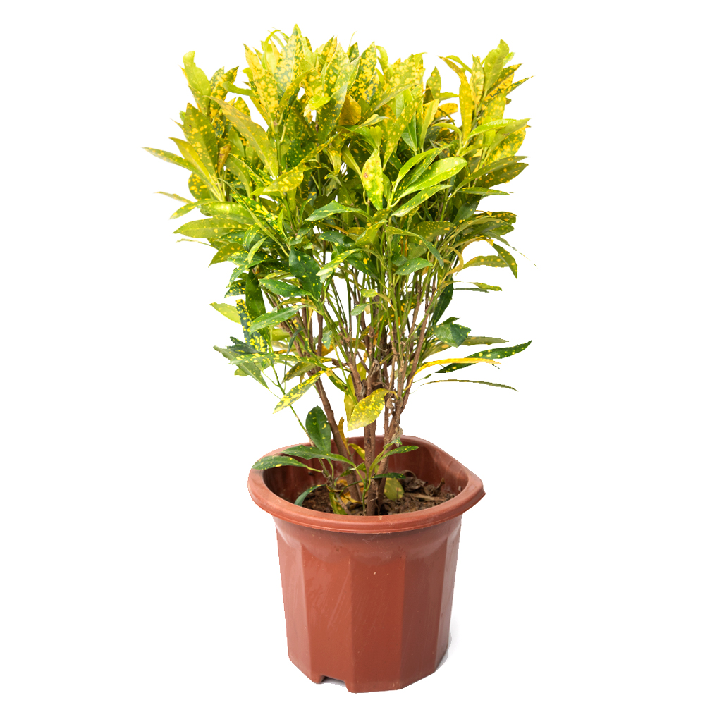 Кодиеум аукуболистный 23 45 (предзаказ)