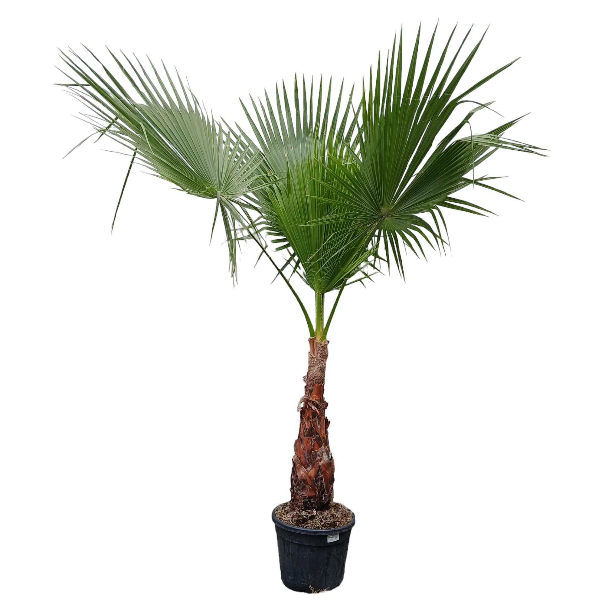 Washingtonia filifera, D 45