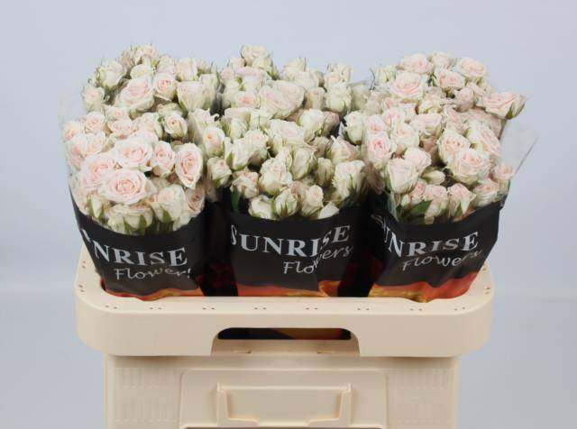 Роза куст. Сэнд Блоссомс 60, шт.