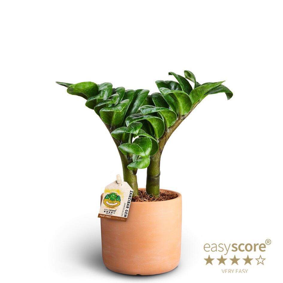 Raw Terracotta, ´Zenzi´, D 10