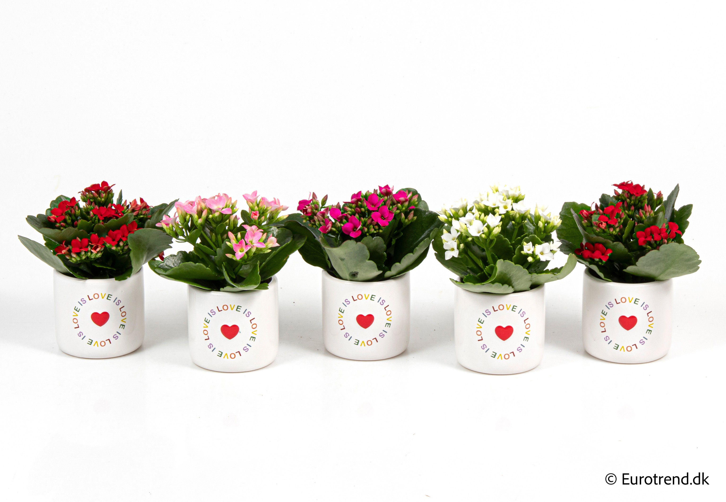 Kalanchoe in Valentine ceramic 2026, D 6