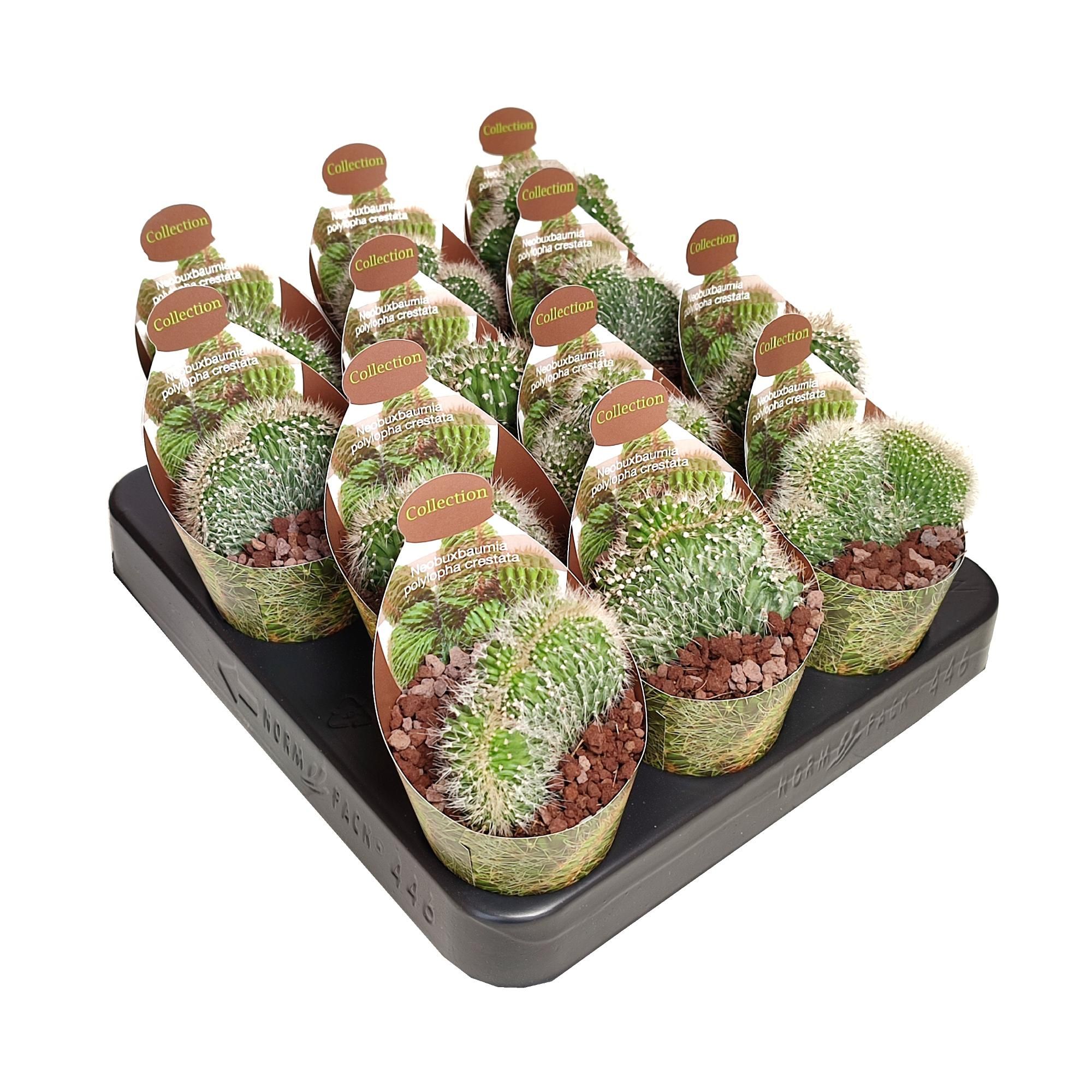 NEOBUXBAUMIA POLYLOPHA CRESTATA - POT Ø 6,5 - COLLECTION WITH POTCOVER (CACTUS), D 6,5