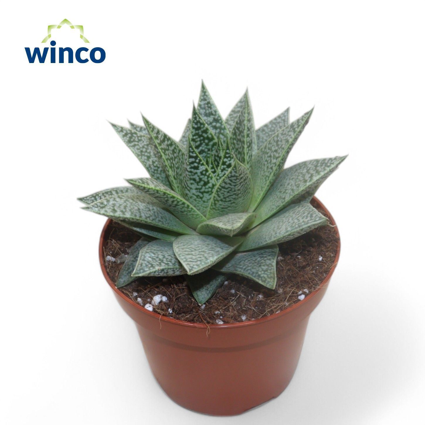 Aloe D Tiga, D 13 cm