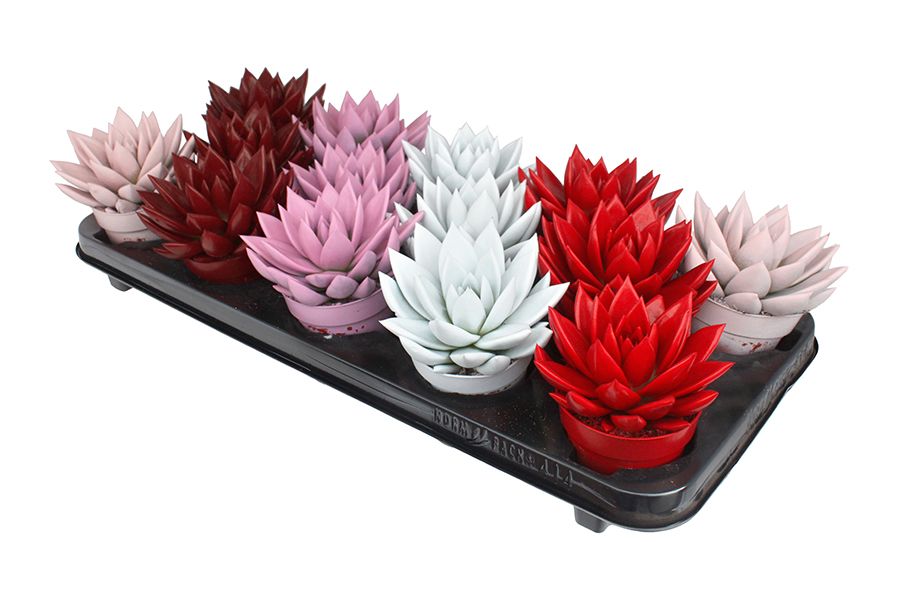 Miranda coloured love mix, D 8,5 cm