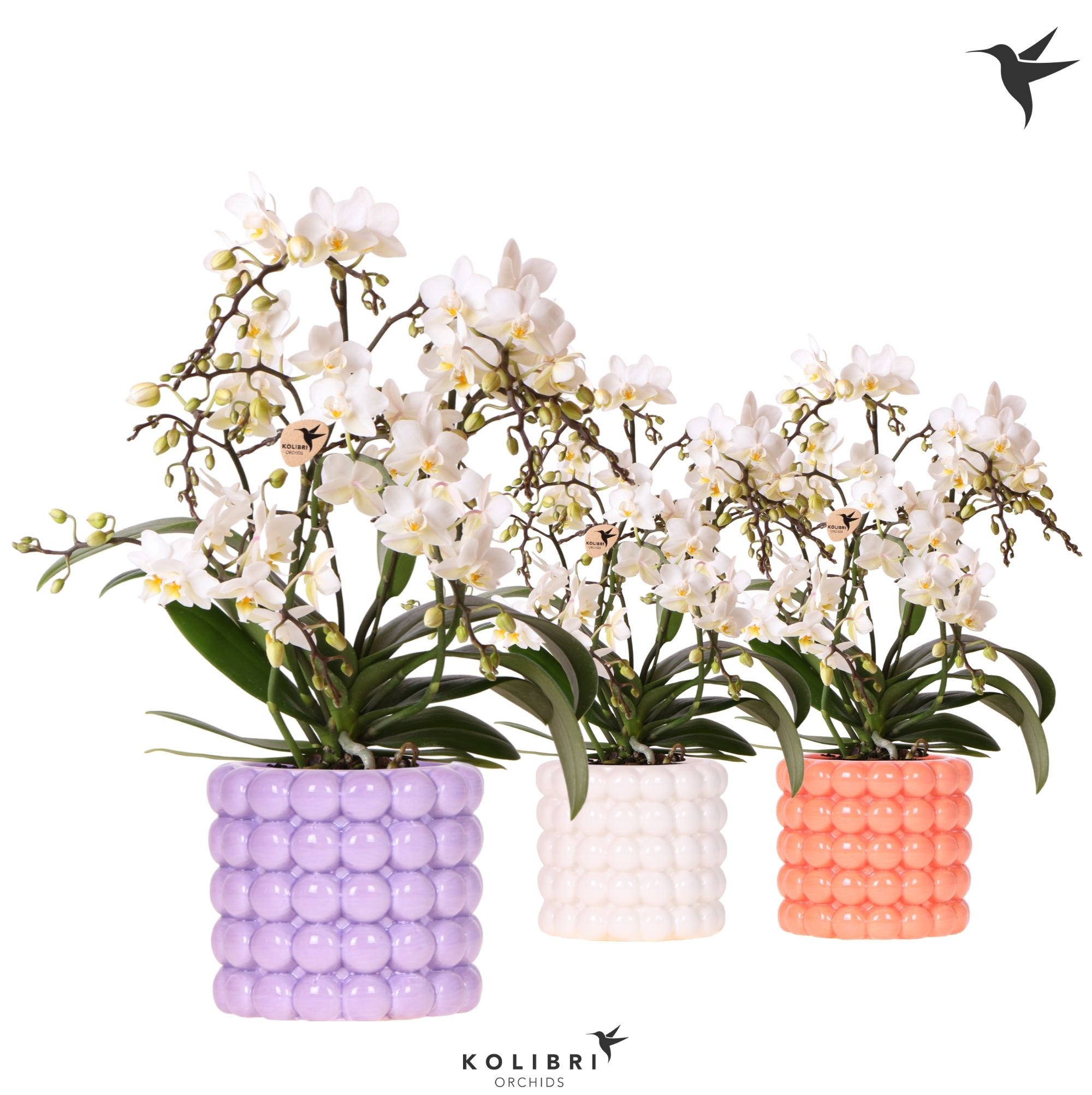 Kolibri Orchids Phalaenopsis Botanic 4 spike in Poppy pot mix, D 9