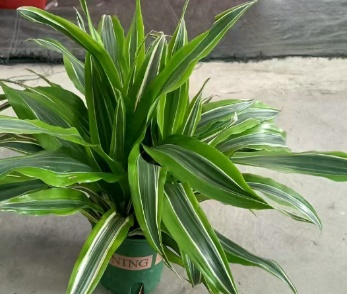 Драцена фрагранс лемон лайм 14 35 (предзаказ)