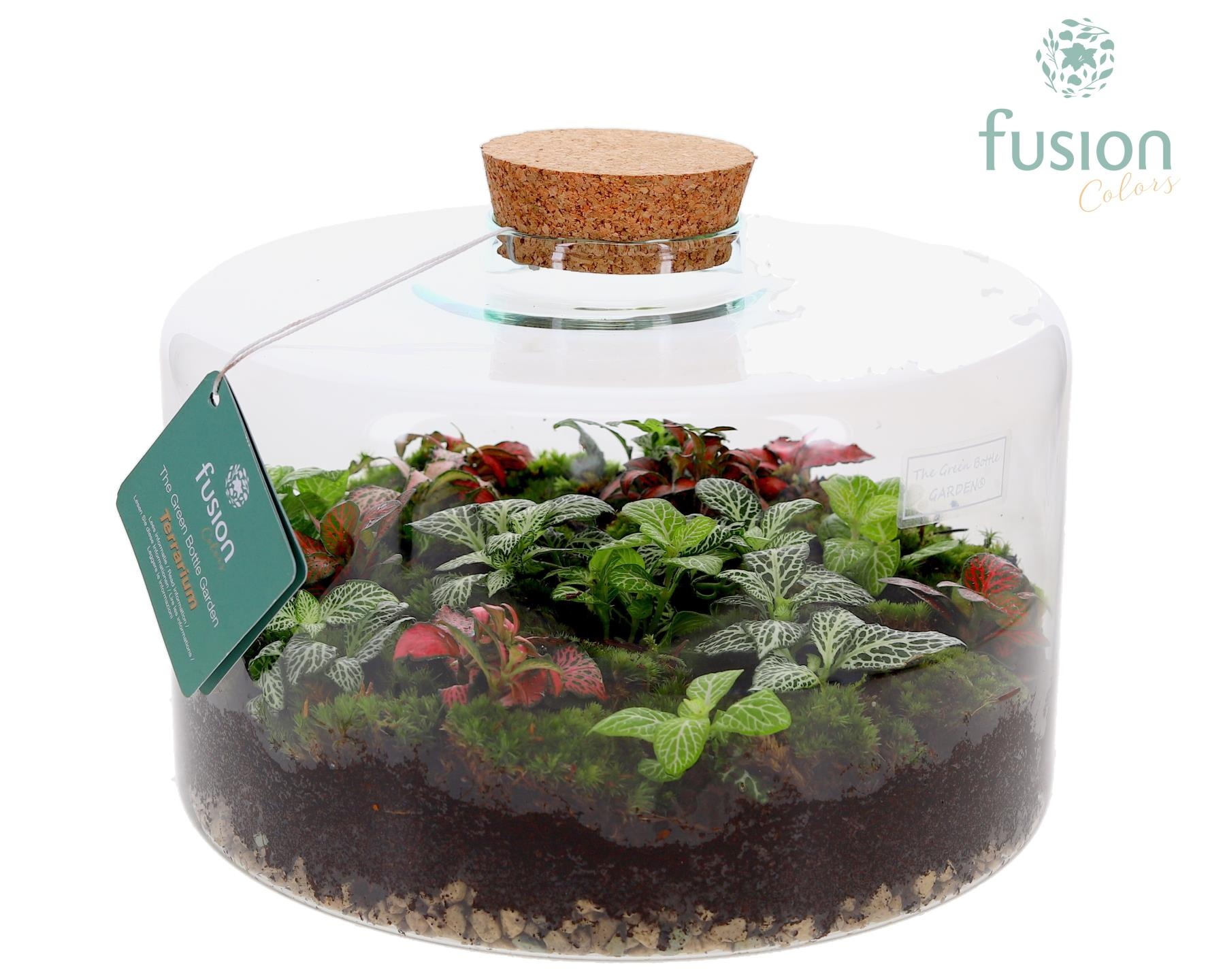 Green Bottle Kyra XLarge met Terrarium arrangement, D 27