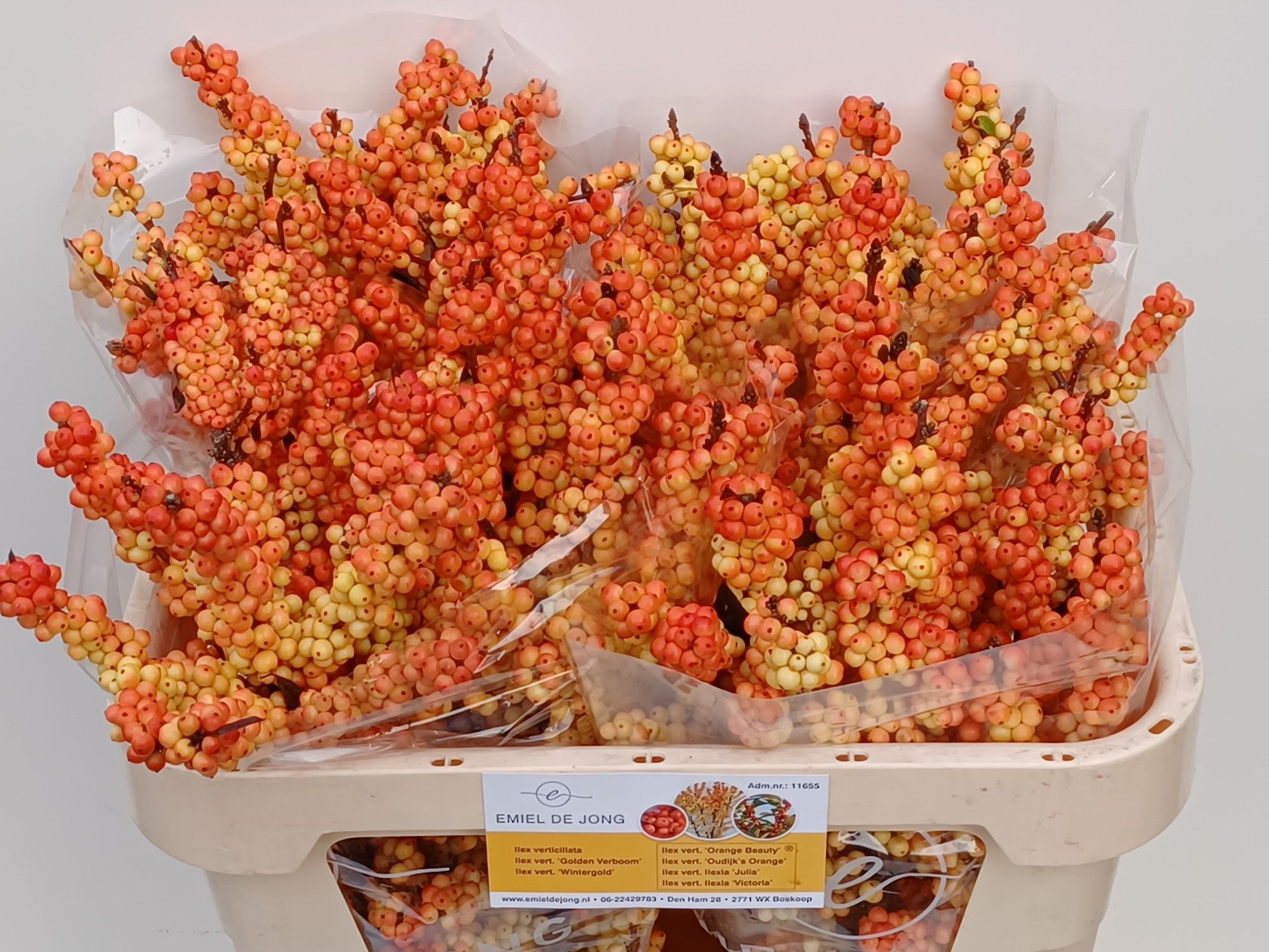 Илекс Виктория 70, шт.