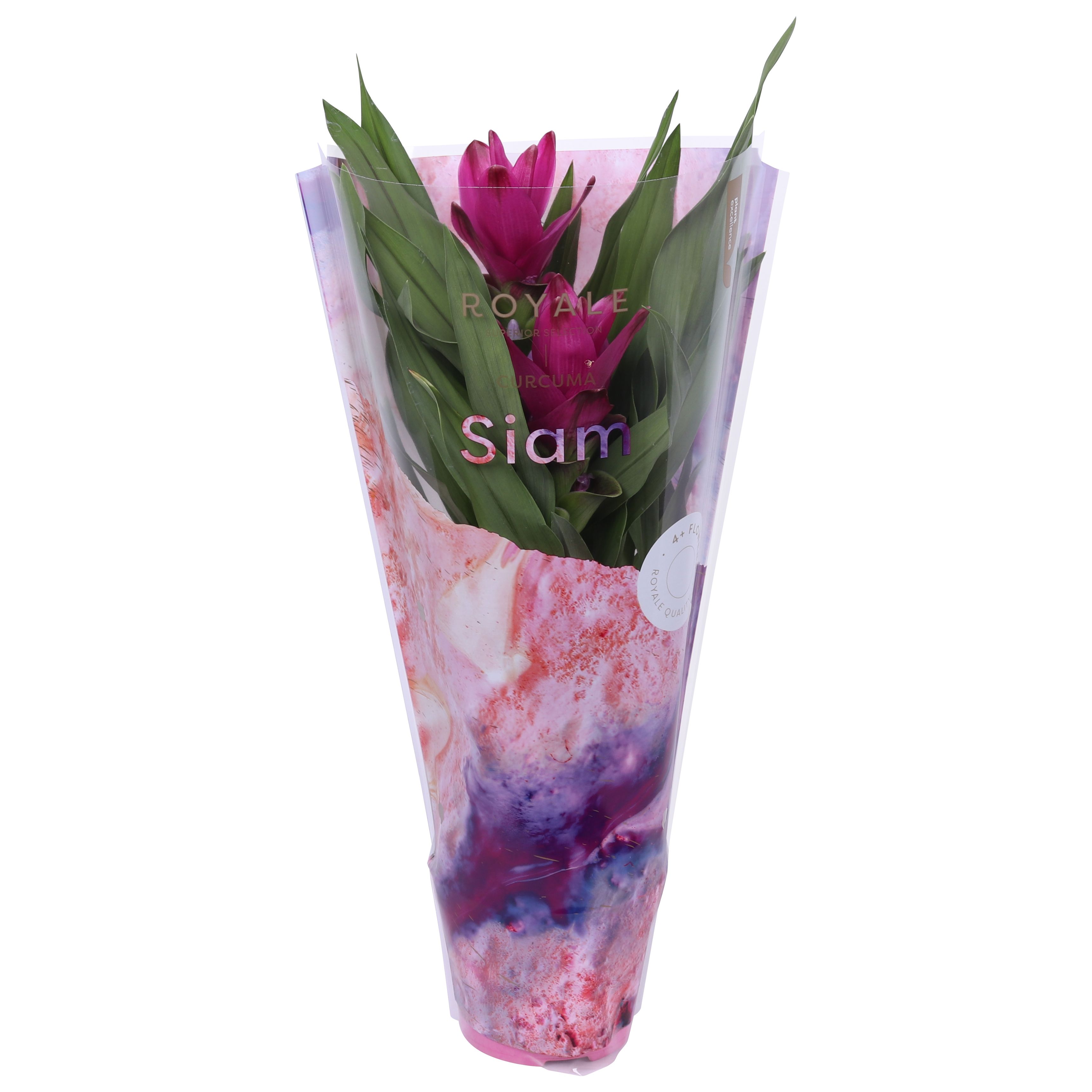 Royale - Curcuma Siam Sublime 12 cm, D 12