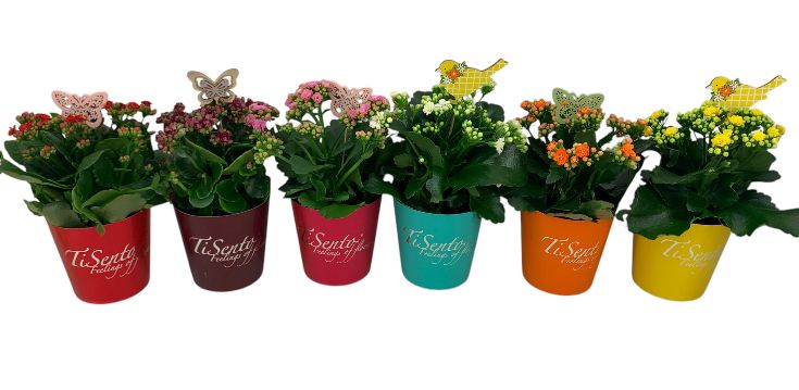 Calandiva 12 cm mix met stekers TiSento Smartcup, D 12