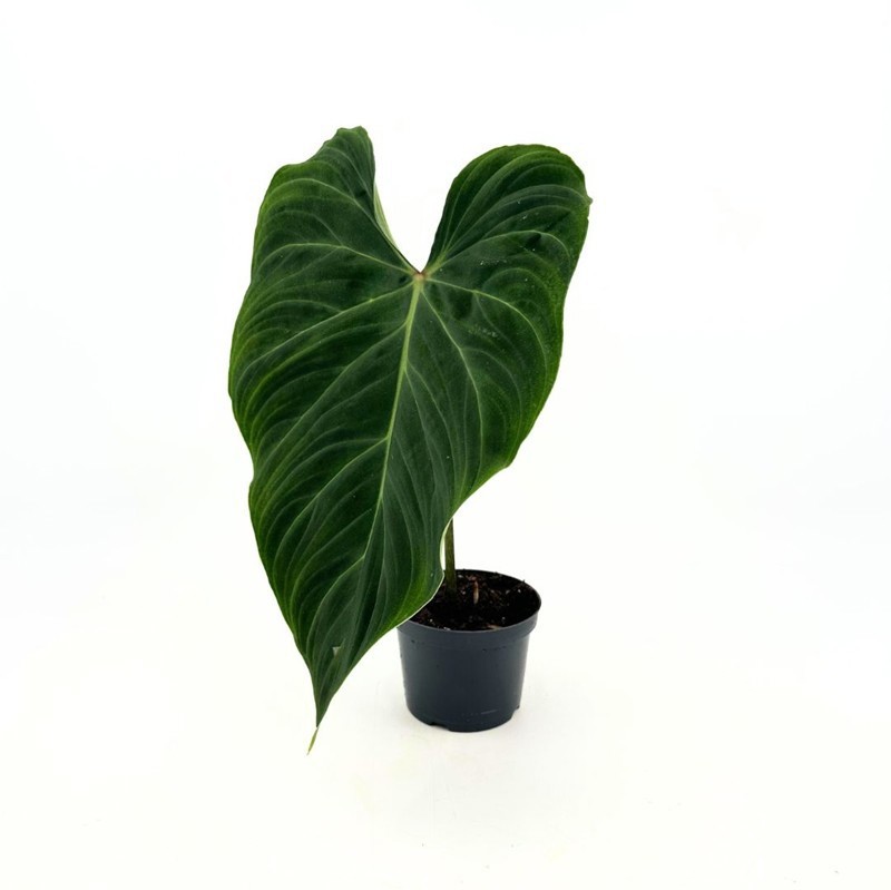 PHILODENDRON-HYBRID 'Melanochrysum', D 12