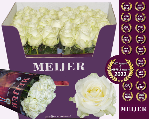 Роза од. Аваланш+ 80, шт.