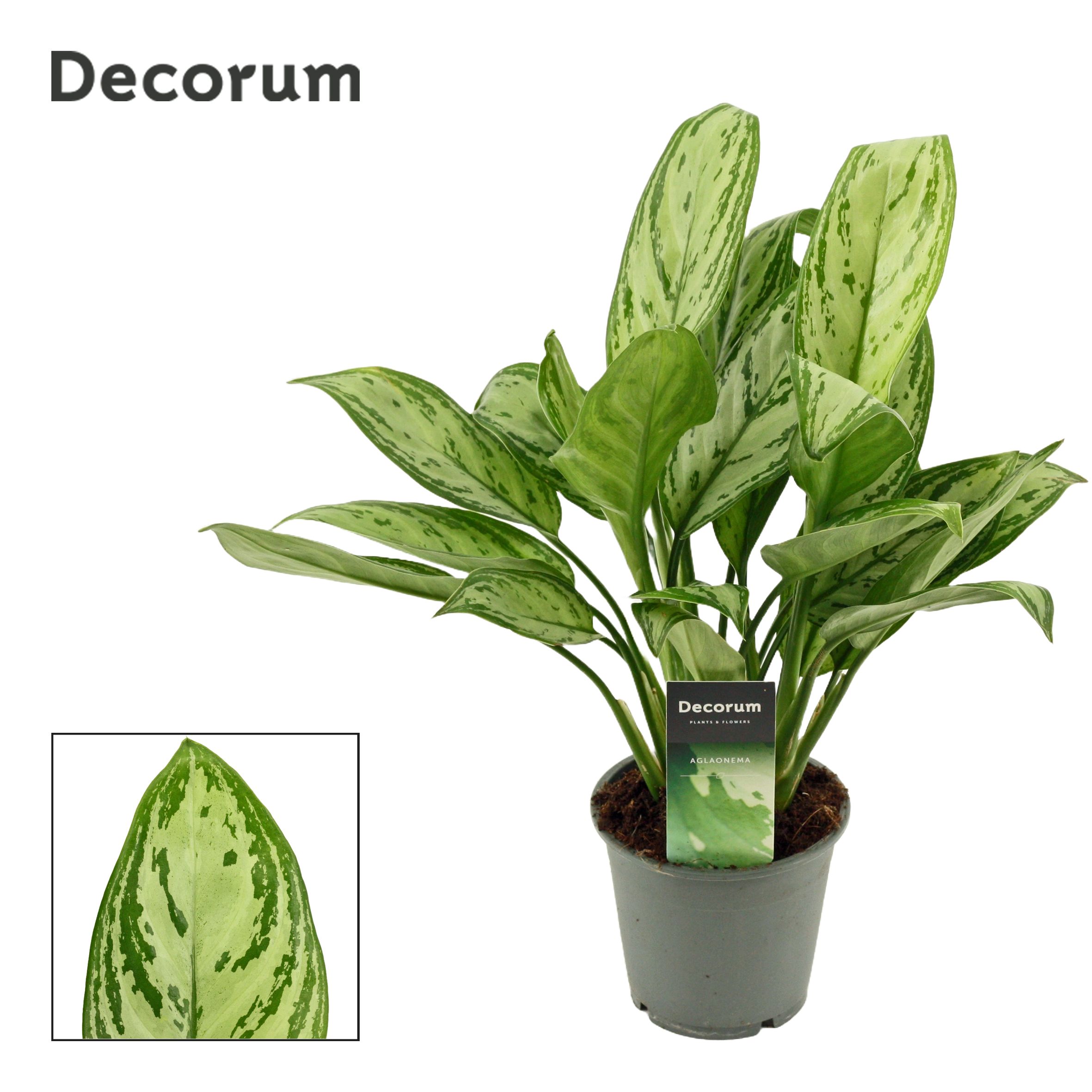 Aglaonema Christina 12 cm (Decorum), D 12