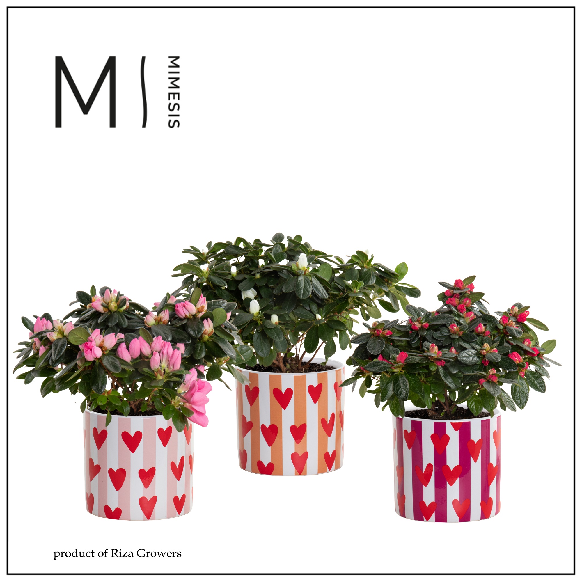 Azalea 13 cm mix in Noura - Fun World, D 13