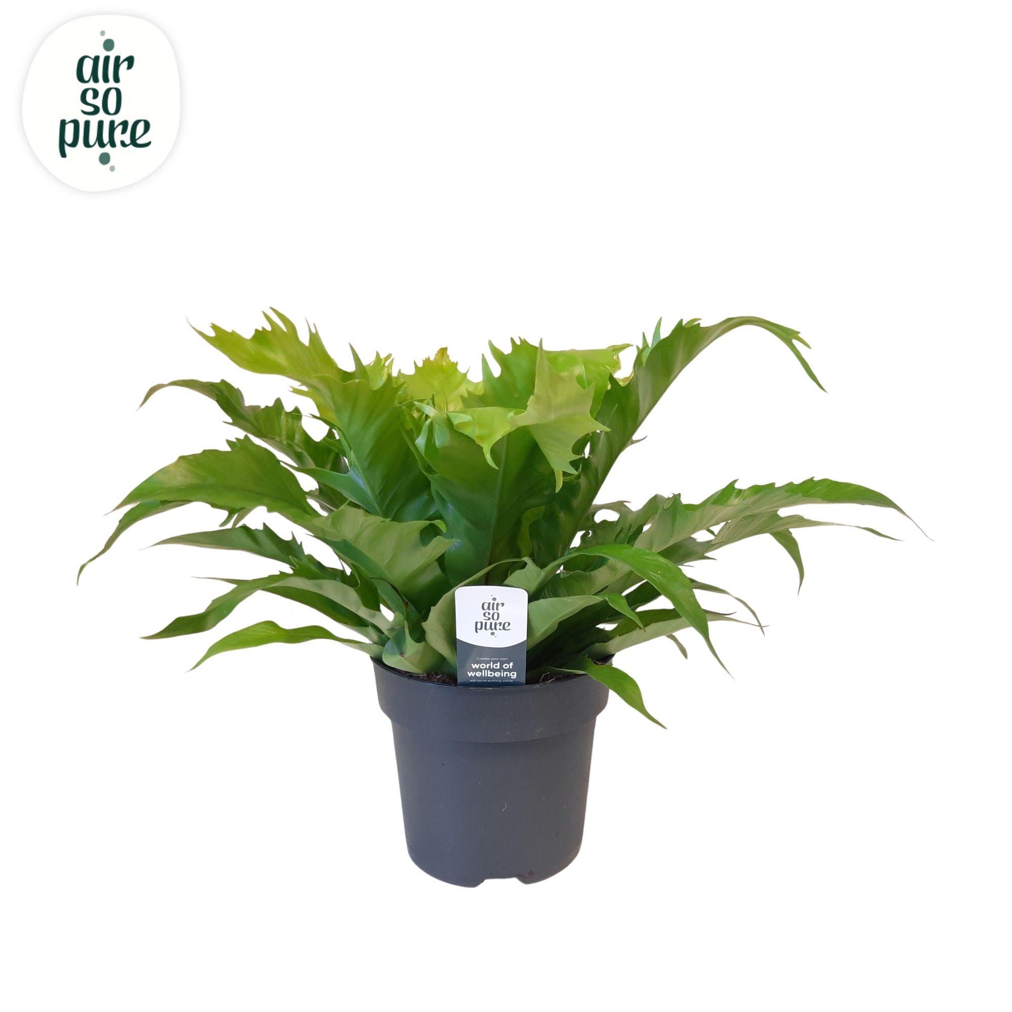 Asplenium Gioia, D 17