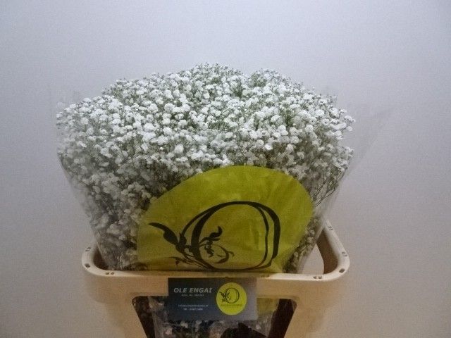 Гипсофила Экселенс 80, шт.