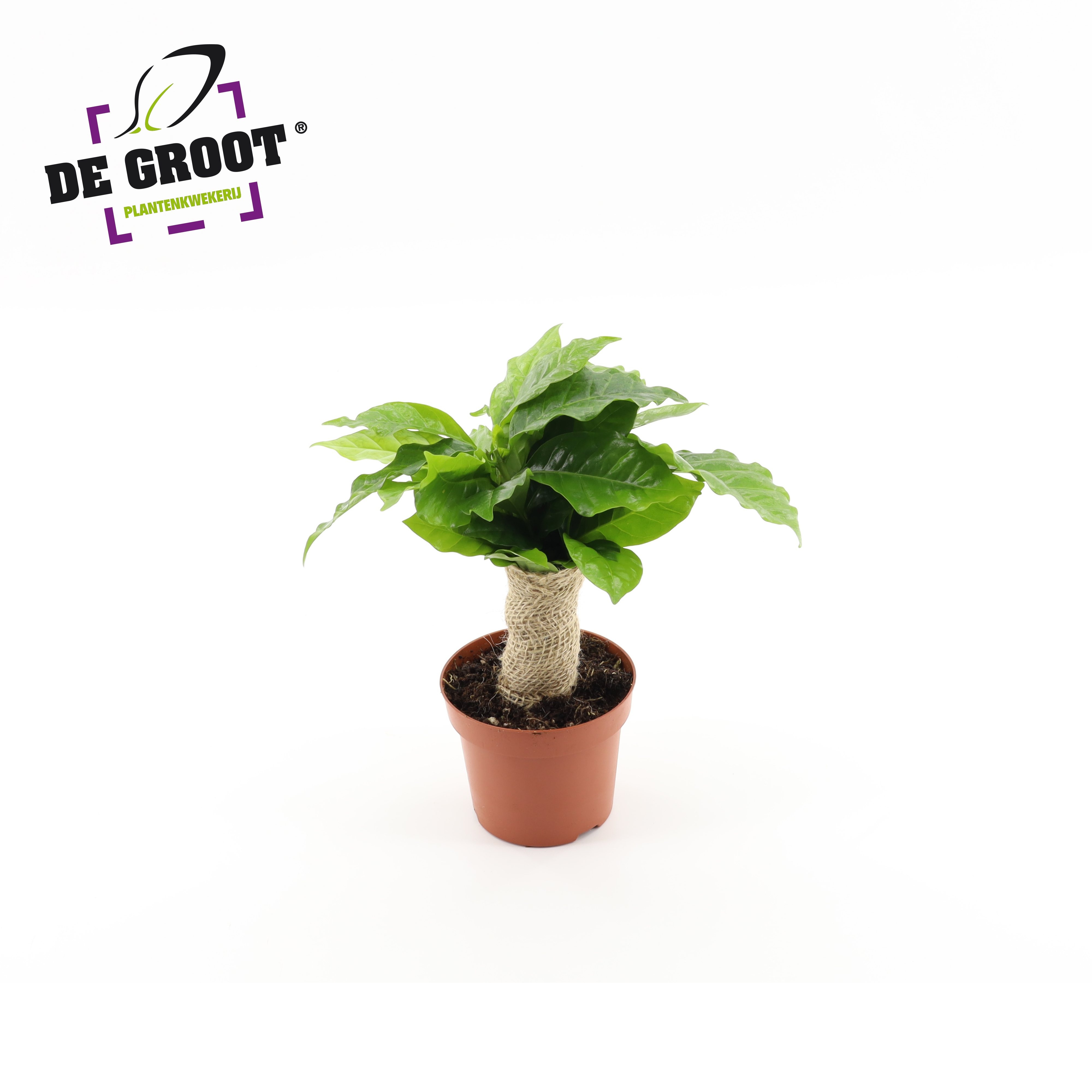 Coffea arabica met jute stam, D 12