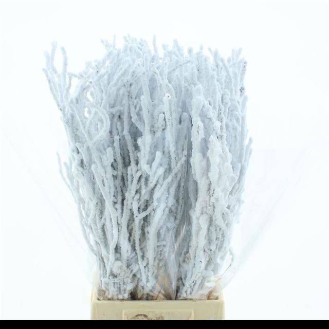 Беркетакен Овериг Крашеный (краш. ) 60, шт.