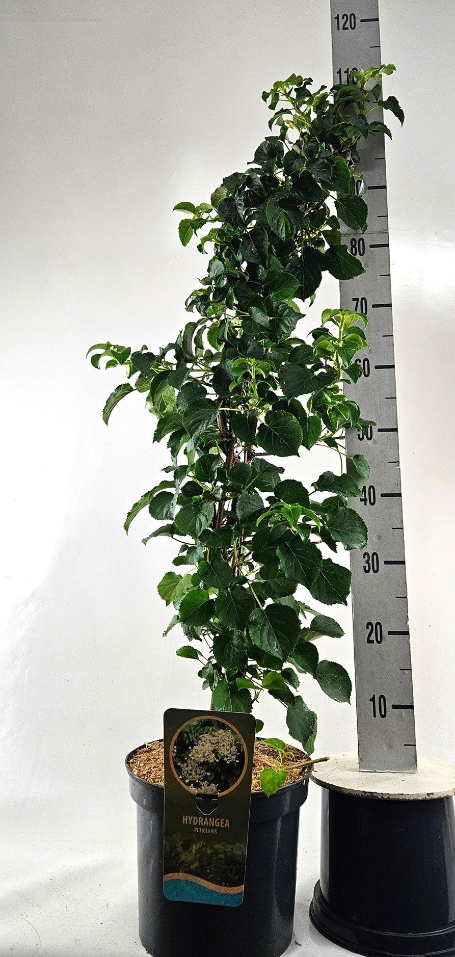 Hydrangea petiolaris 80cm, D 26