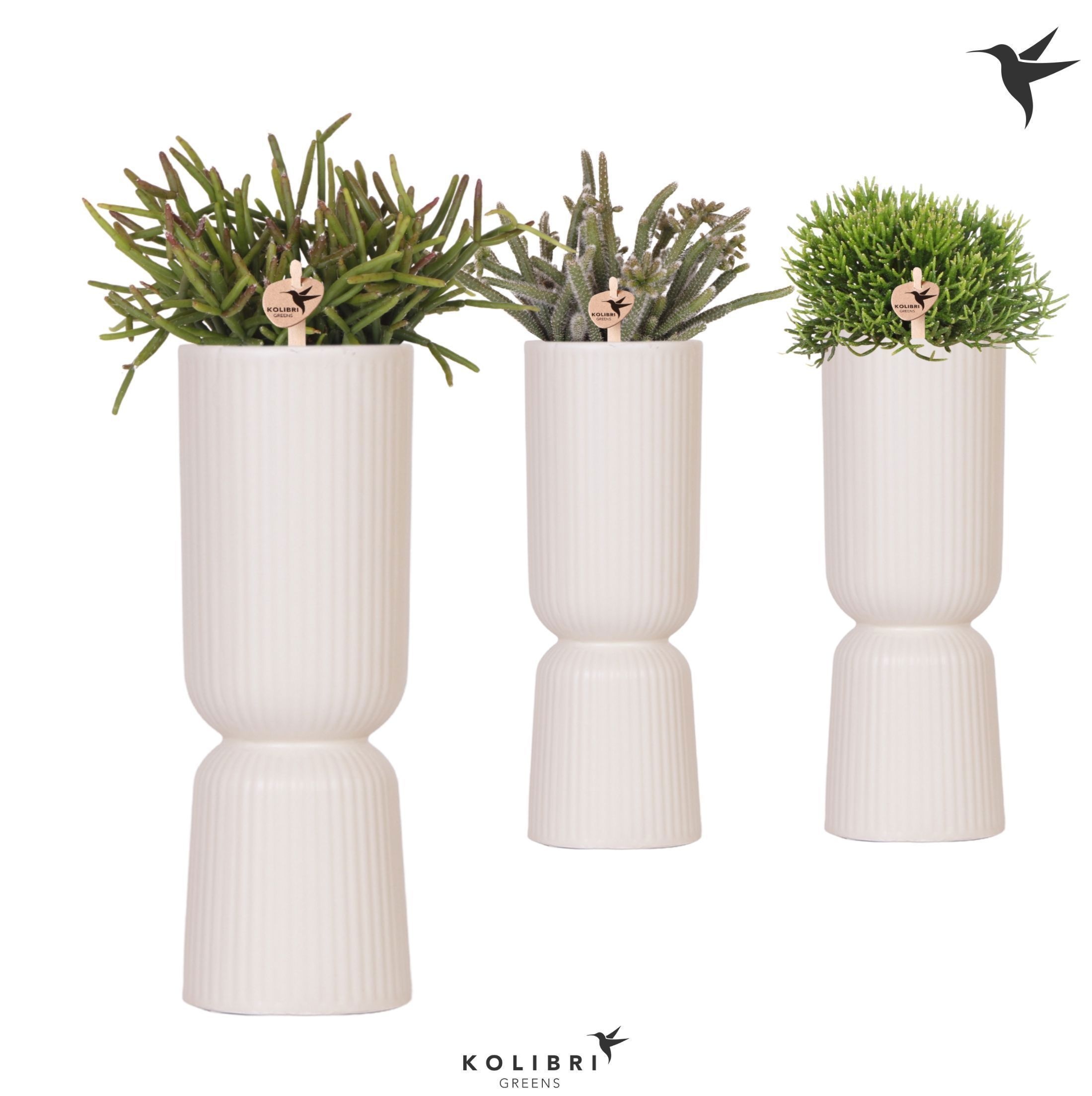 Kolibri Greens Rhipsalis mix in Diabolo Fall pot travertine, D 9