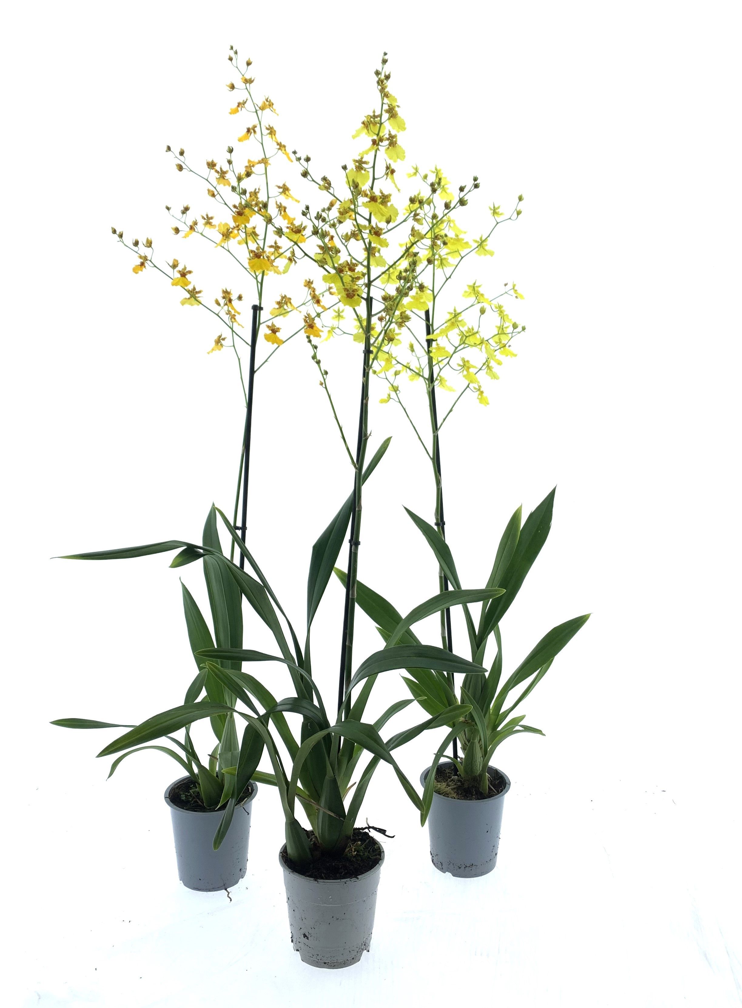 Oncidium Mix 1-tak, D 12