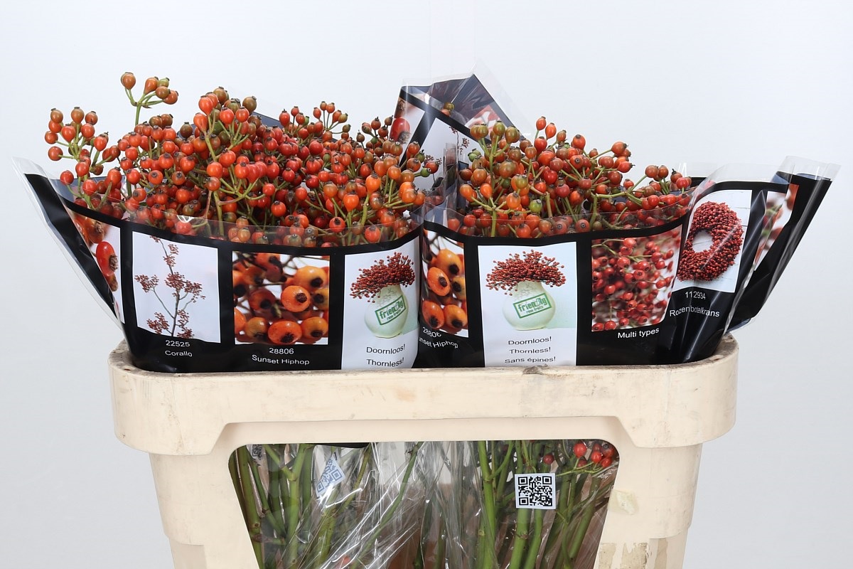 Рузботель Роузфрут Элит 70, шт.