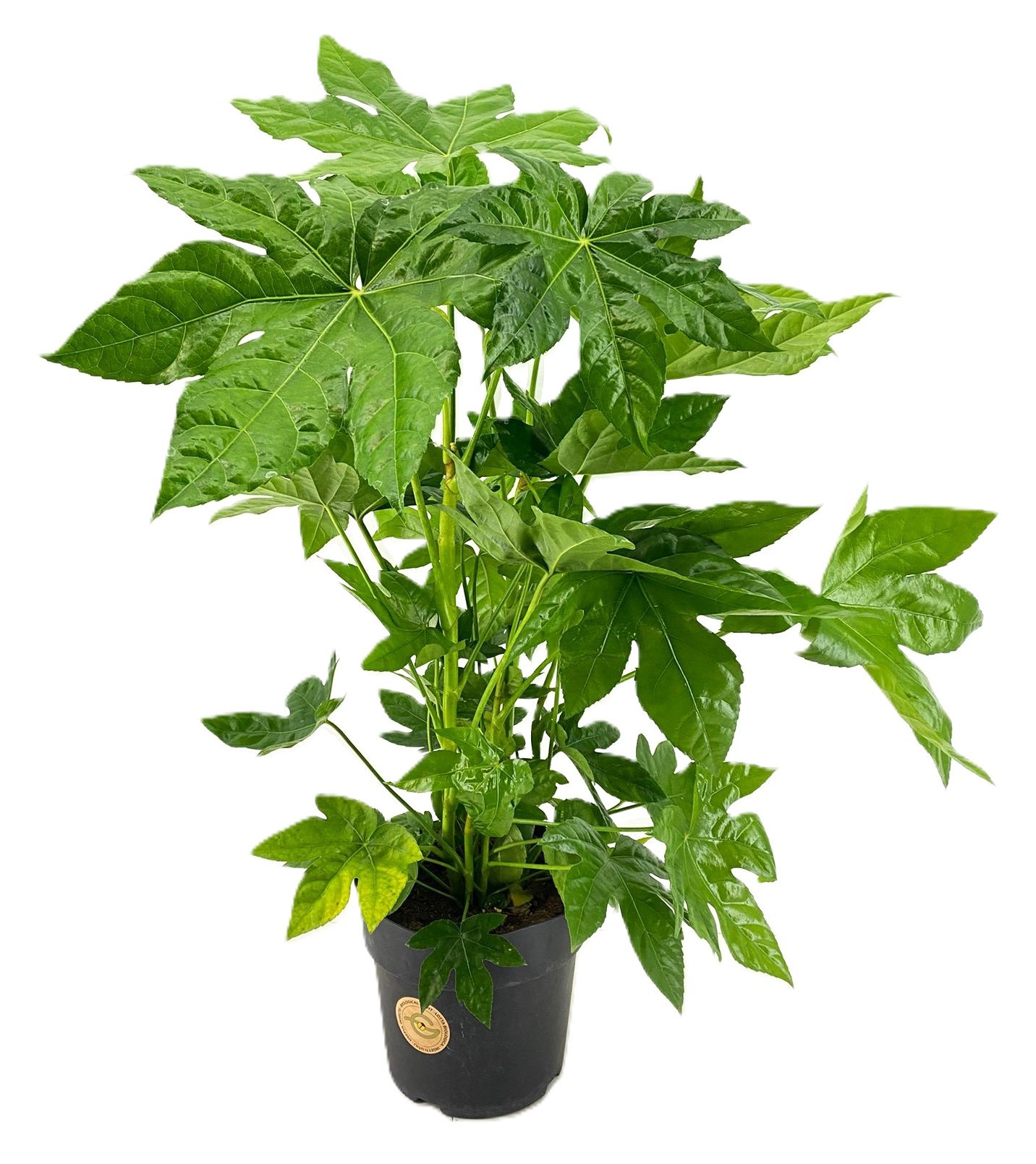Fatsia Japonica, D 24