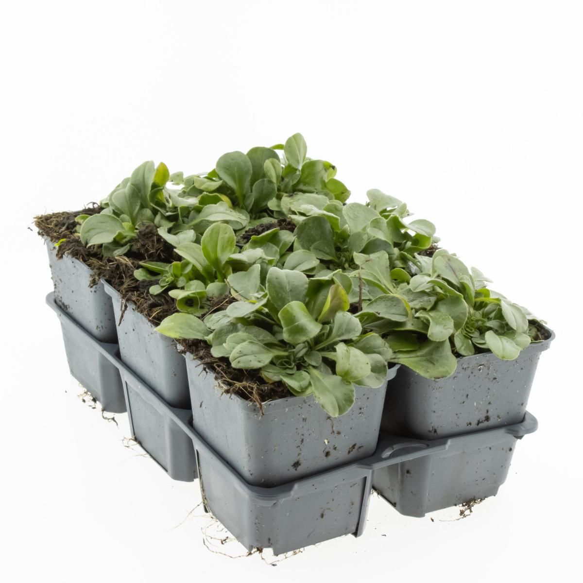 Gypsophila cerastioides, D 9