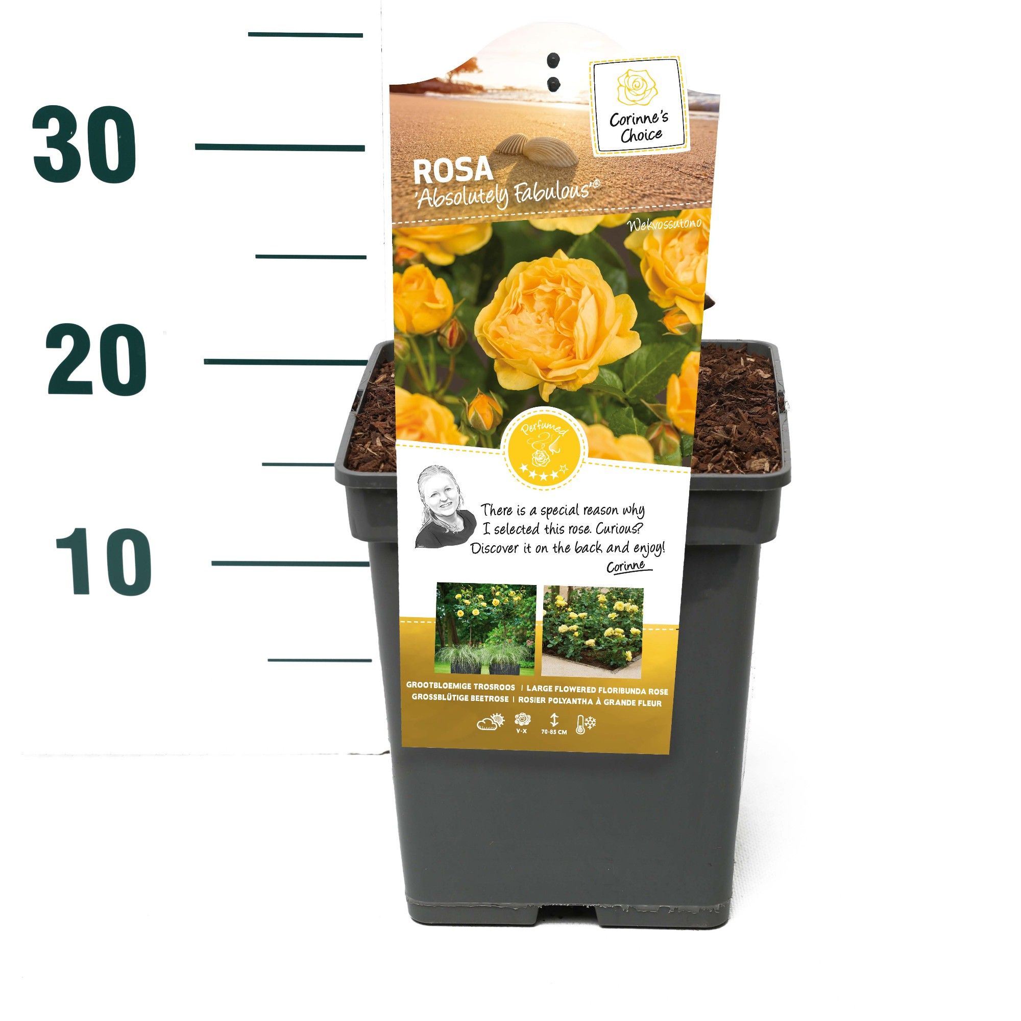 Rosa 'Absolutely Fabulous' - Struik - VP5 - Categorie 3, D 23