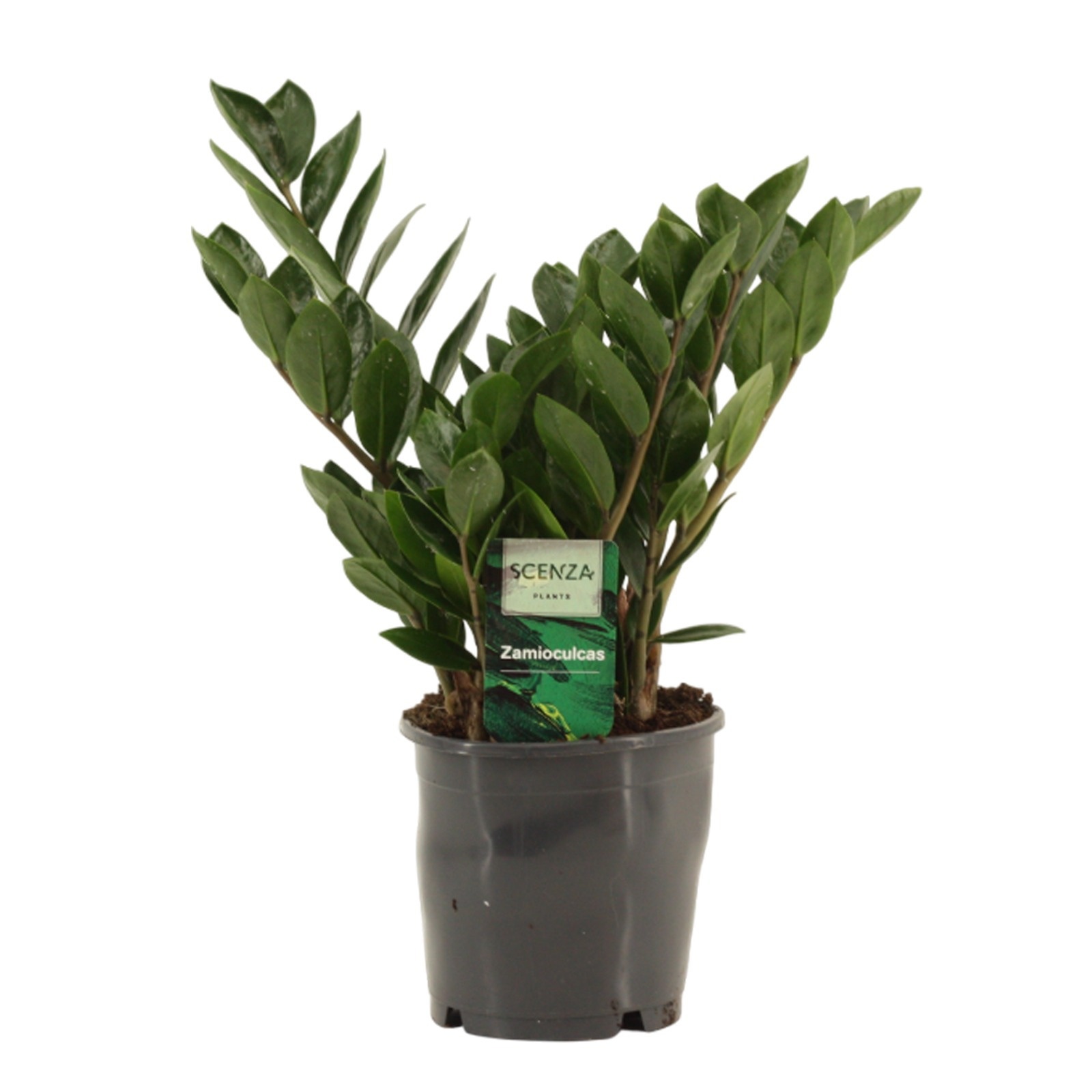 Zamioculcas Lima 12 cm Scenza 30 cm, 5+ veren, D 12