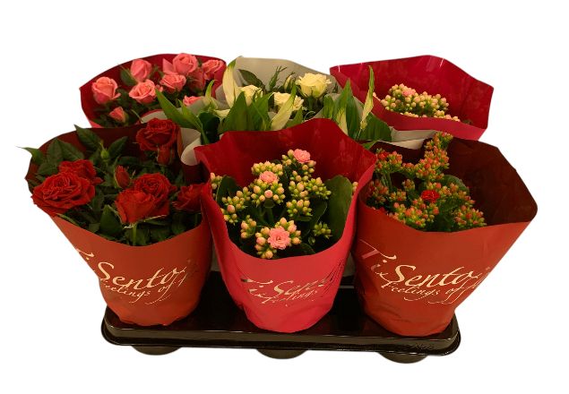 Bloeimix 10,5 cm voorjaar, D 12