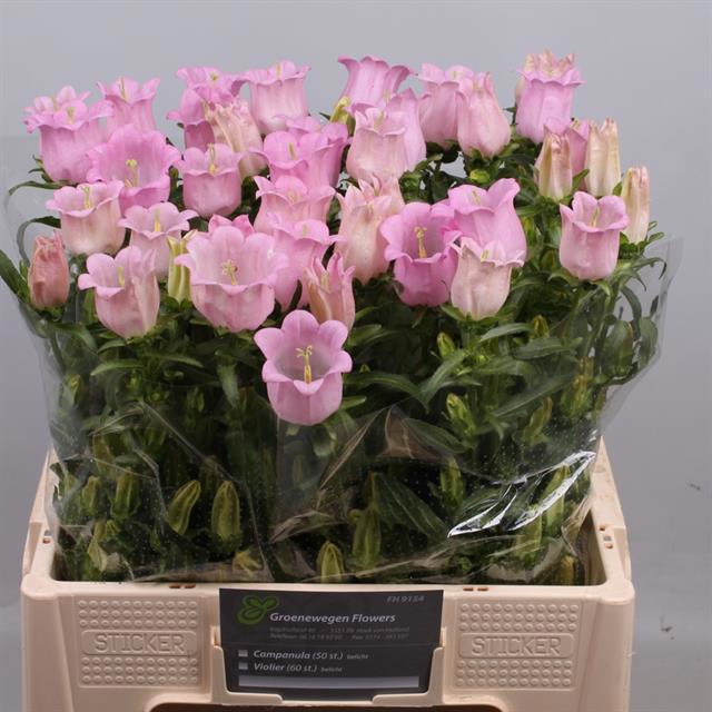 Кампанула Чемпион Пинк 60, шт.