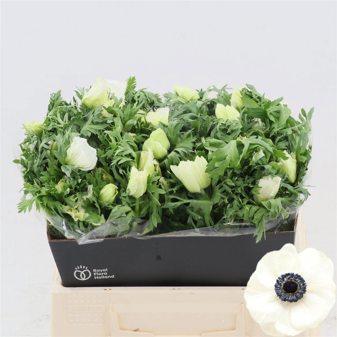 Анемон Галил Вайт 35 (бел.), шт.