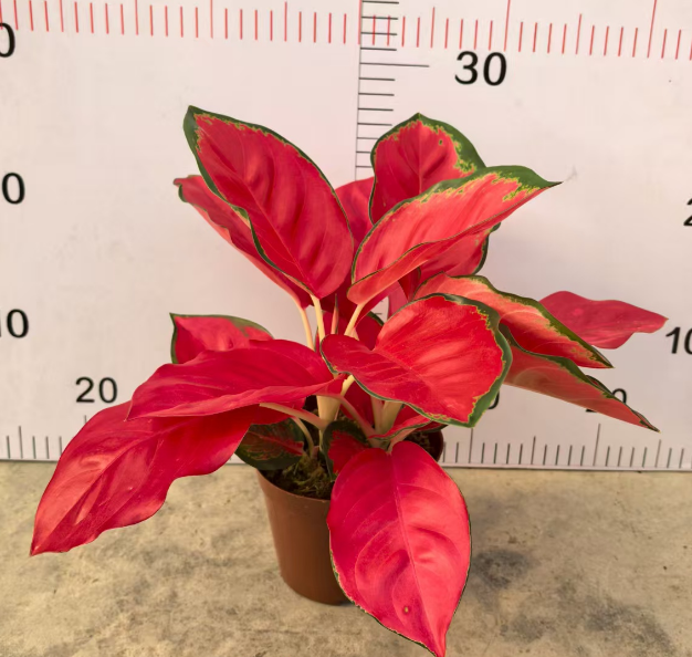 Аглаонема Твин Чинесе Ред 12 27