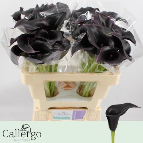 Калла Кантор 50, шт.