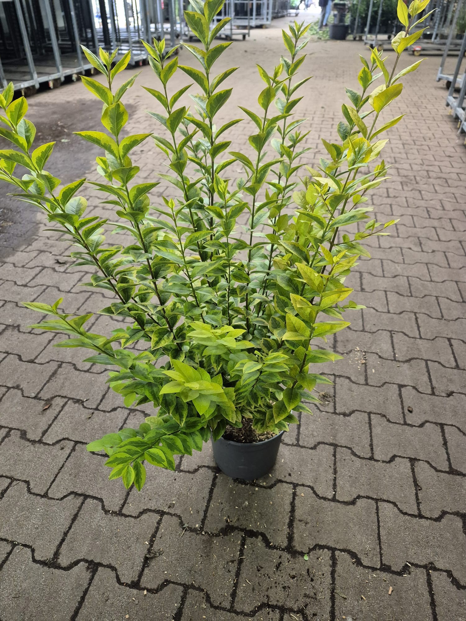 Ligustrum oval. 'Aureum' 100-125, D 23 cm
