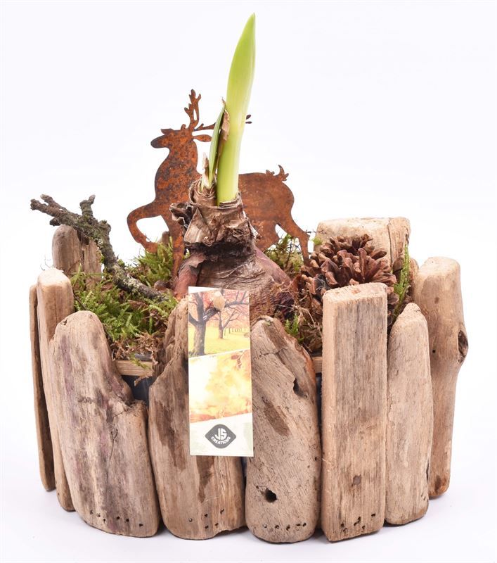 Druivenhout ovaal 21x14.5cm, D 21 cm