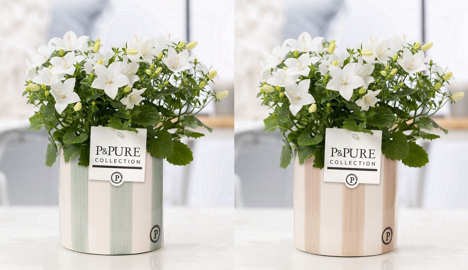 Campanula 'Atlanta' Pure Eline, D 14