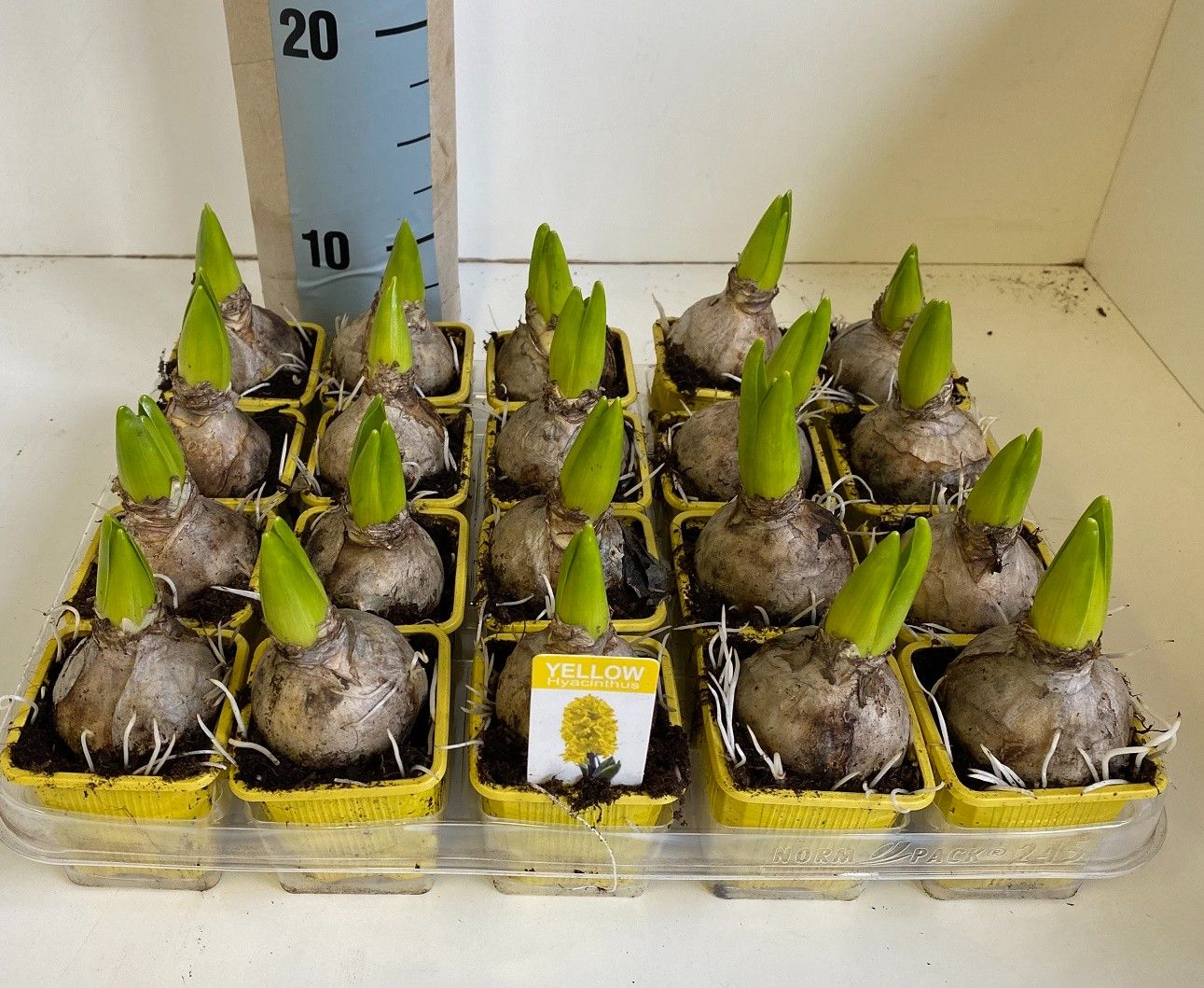 7 cm Hyacint Gipsy Princess, D 7