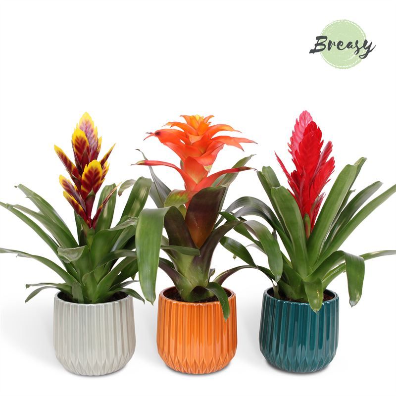 Bromelia Stylish - 12cm in Milaan | Mimesis, D 12