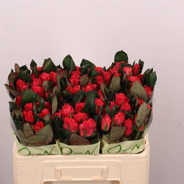 Роза од. Пинк Такази+ 50, шт.