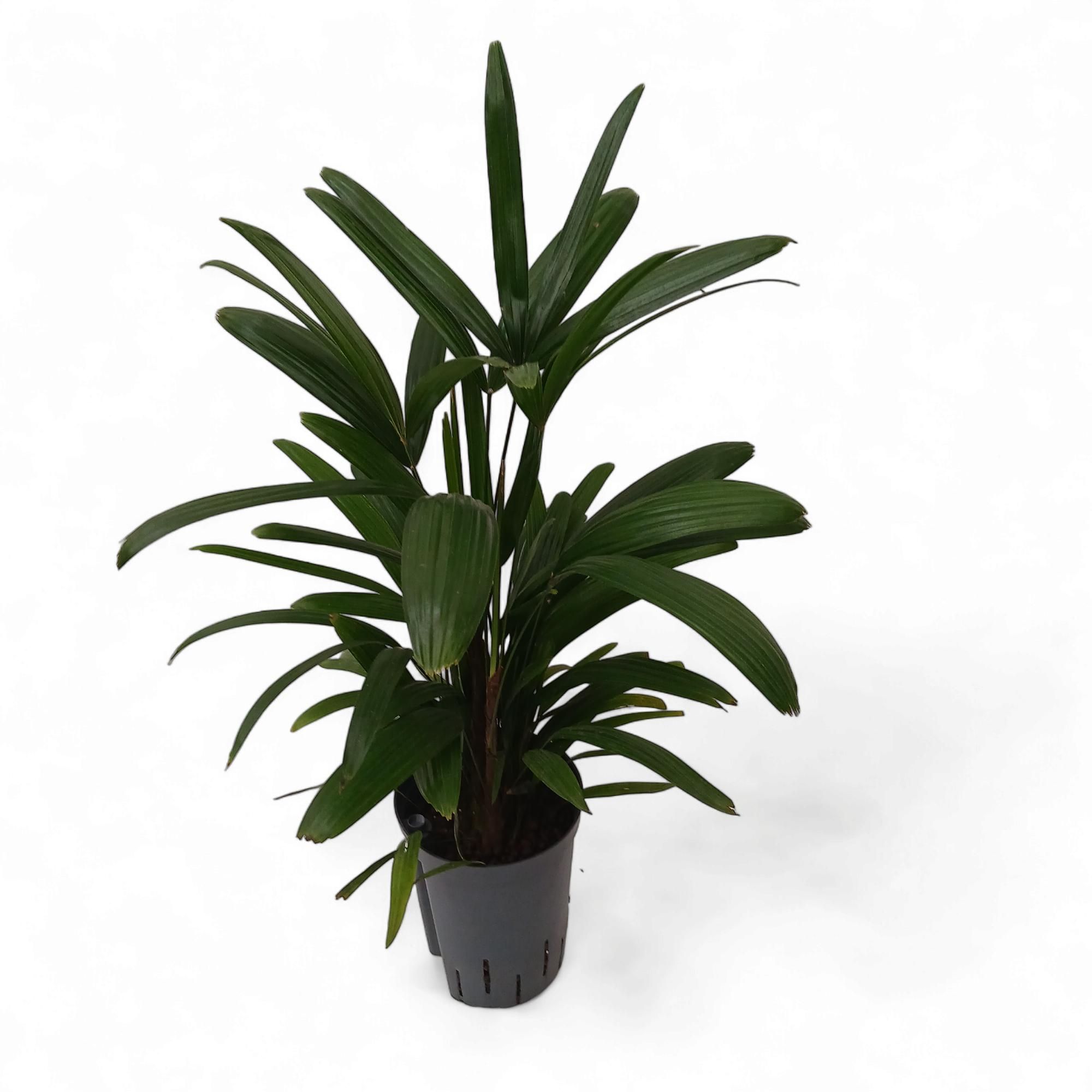 Rhapis excelsa hy, D 15