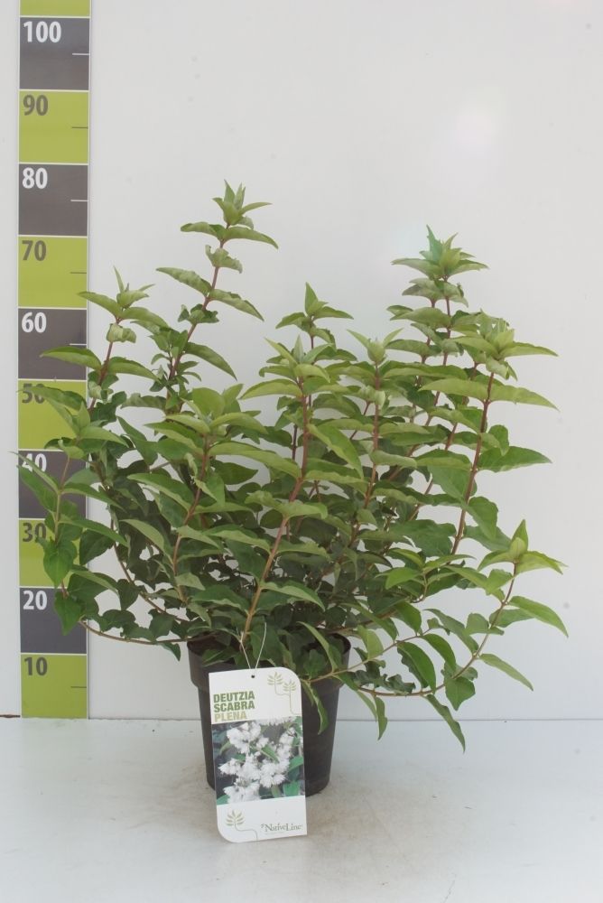 Deutzia scabra 'Plena' C 4,6, D 23 cm