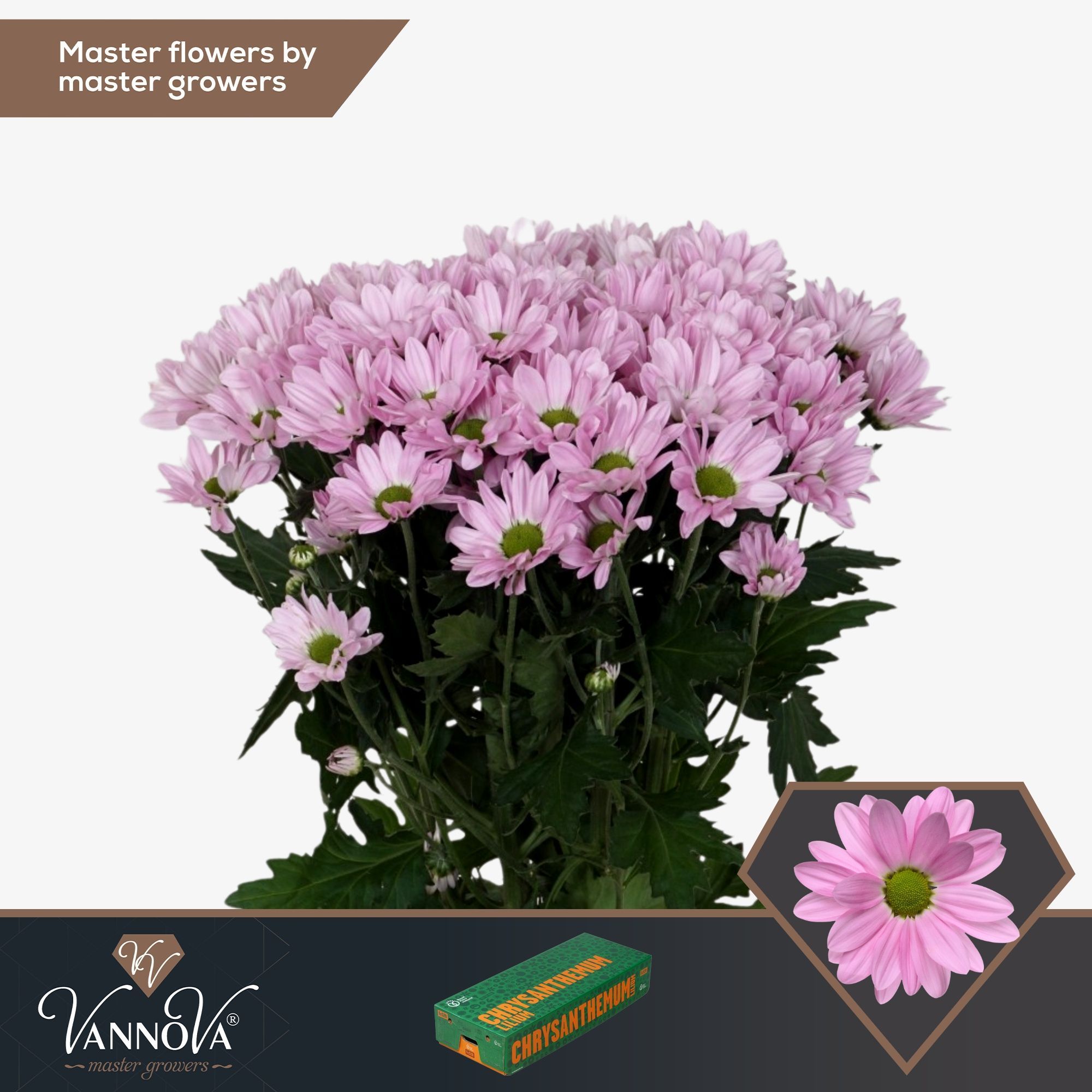 Хризантема куст. Рианна 70 (роз.), шт.