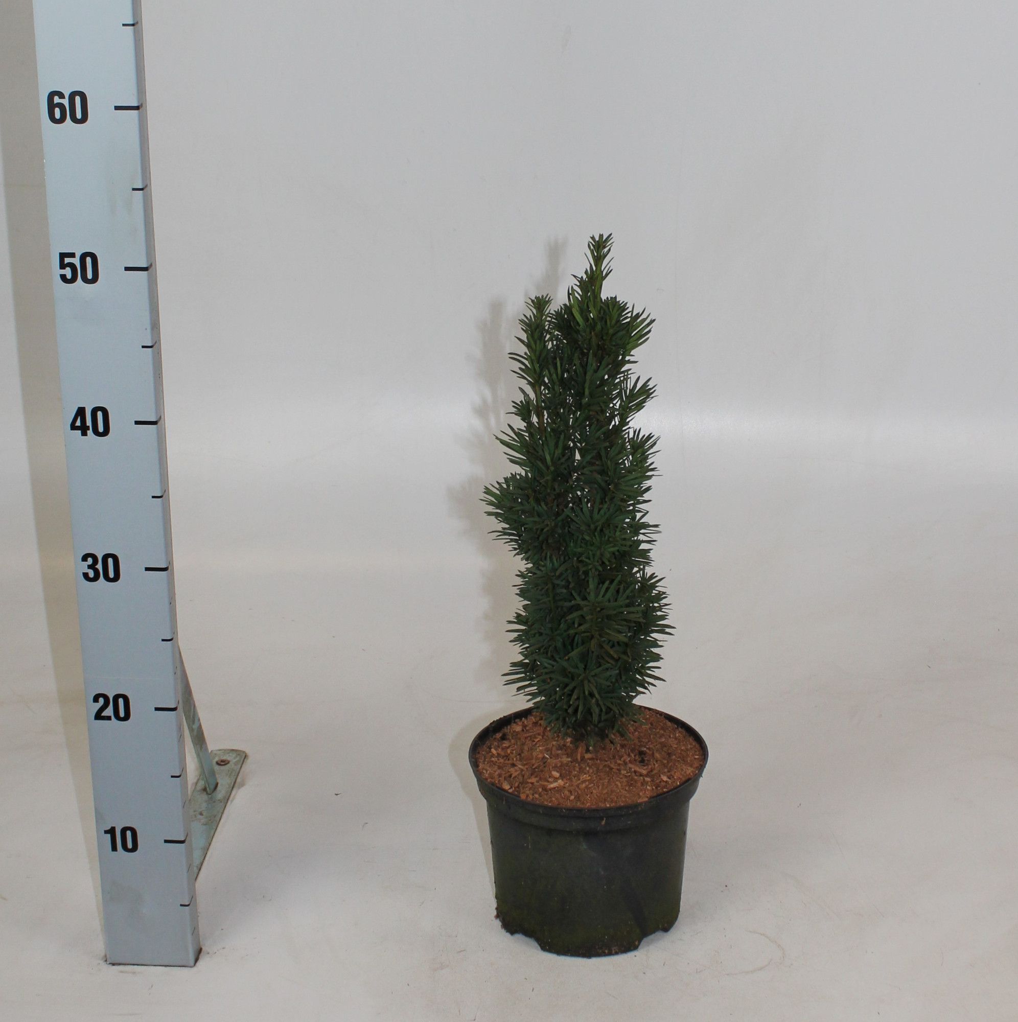 Taxus baccata 'Fastigiata Robusta', D 17