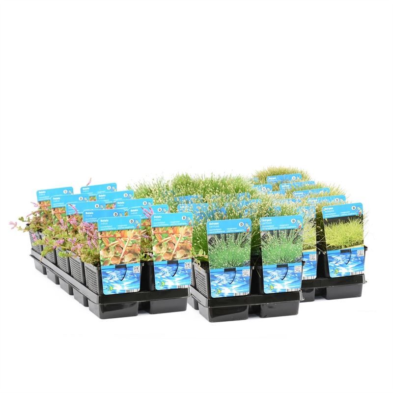 P11 zuurstofpla mix per laag (6X10), D 11